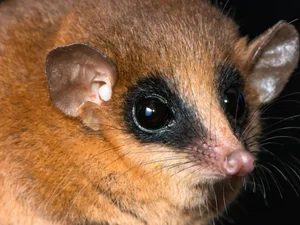 Cientistas descobrem nova espécie de mamífero após anos de estudo no Peru