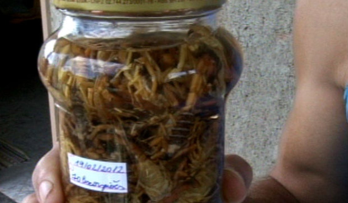 Capixaba guarda 200 escorpiões que invadiram casa em 10 meses