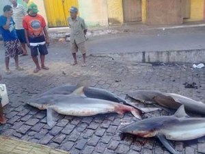 Pescadores capturam quatro tubarões em Piaçabuçu