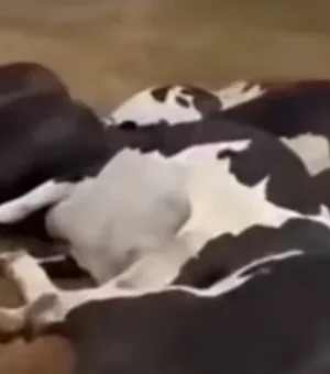 Queda de fio elétrico mata 27 vacas em fazenda de Batalha