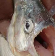 Duas pessoas sofrem ataque peixe carnívoro nas águas do São Francisco, em Pão de Açúcar