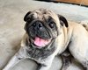Servidores da Prefeitura acolhem e contribuem para resgate de cão debilitado no Jaraguá