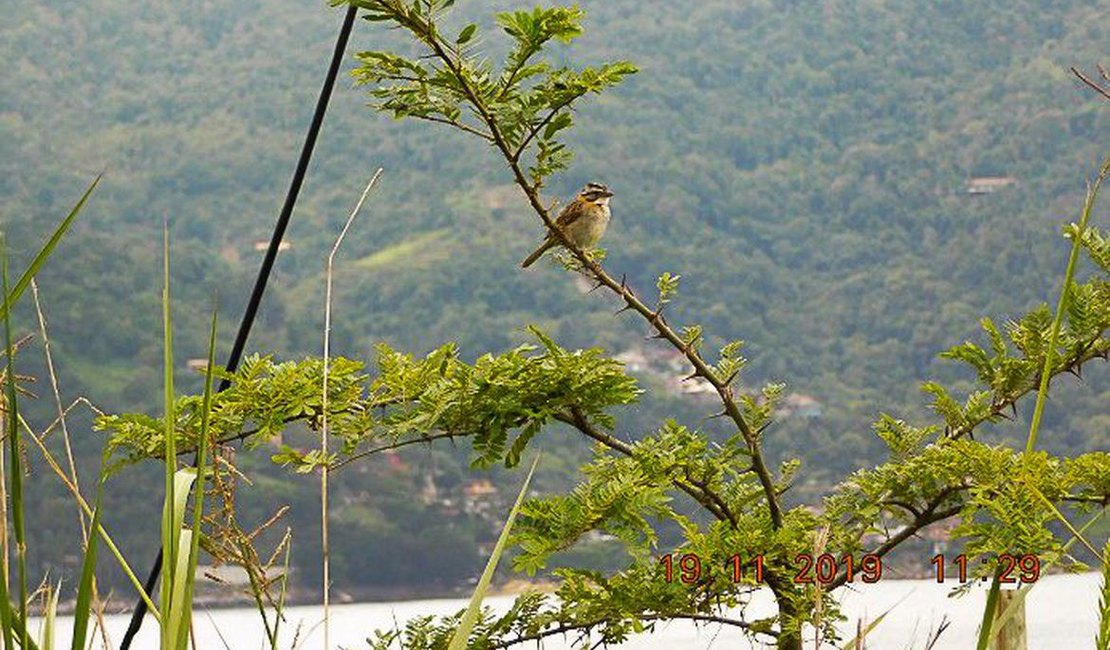 Brasil passa a fazer parte do Protocolo de Nagoia sobre biodiversidade