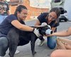 Lei estadual que garante proteção e o bem-estar dos animais já está em vigor