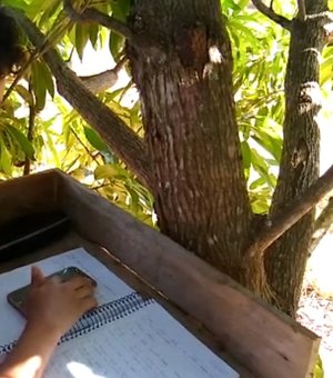 Pais constroem 'sala de aula' em árvore para filhos conseguirem pegar sinal de internet