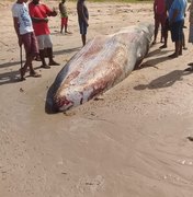 Baleia reintroduzida ao mar na Barra de Santo Antônio morre encalhada