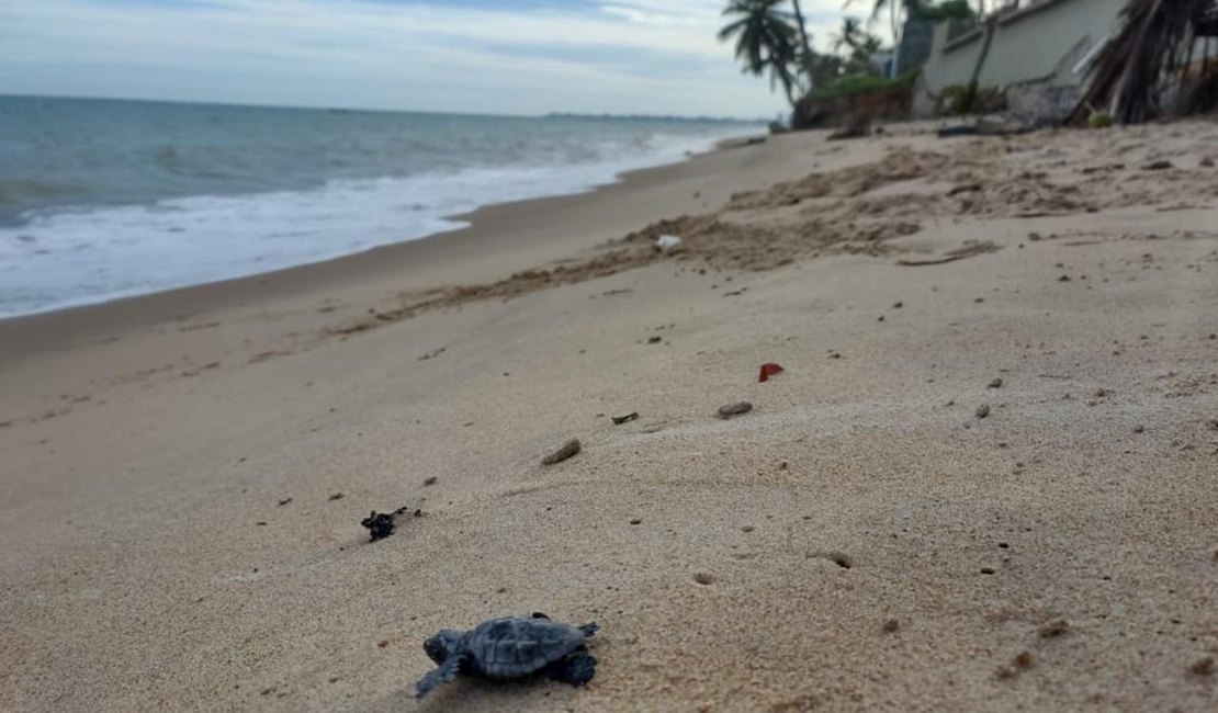 Soltura de tartarugas marinhas no litoral alagoano é transmitida pelas redes sociais
