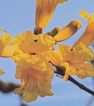 Pesquisadores da Uneal identificam espécies de flores da avenida Ceci Cunha em Arapiraca