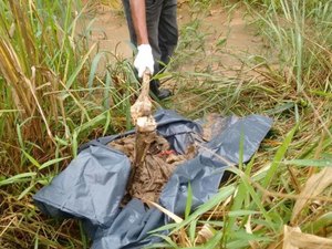 Ossada humana é encontrada por populares na zona rural de Messias