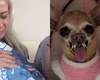 Morre Pituca, pinscher mal-humorada com mais de um milhão de seguidores