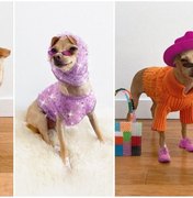 Cachorrinha influencer de moda lança marca de acessórios para humanos