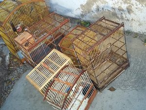 Quatro espécies de pássaros silvestres são apreendidas no Tabuleiro do Martins