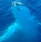 Baleia é filmada dando 'oi' para navegantes e girando debaixo da água