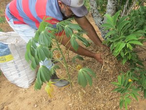 Através do plantio planejado, agricultor familiar aumenta renda anual para R$ 11 mil