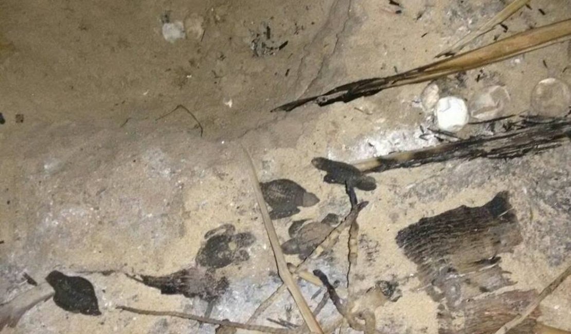 Filhotes de tartaruga marinha morrem carbonizados em praia do litoral norte