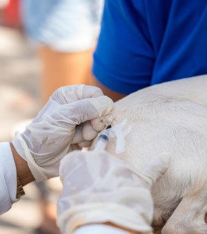 Saúde de Maceió imuniza quase 34 mil animais no segundo dia de vacinação antirrábica