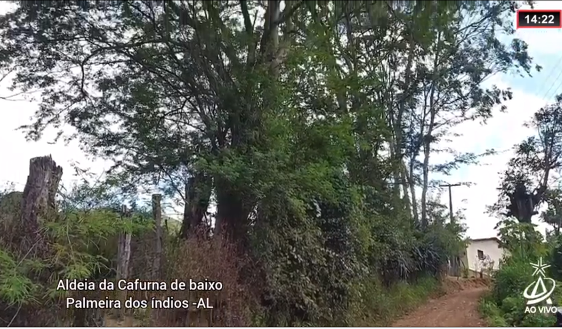 [Vídeo] Moradores da Aldeia da Cafurna em Palmeira temem por acidente com fiação elétrica na comunidade