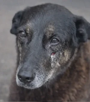 Morte do cão Orelha: caso pode ser arquivado? Entenda revolta da web