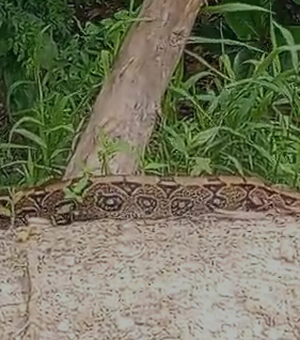 Populares se assustam ao ver jiboia circulando pelo Bosque das Arapiracas