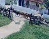 Menino de 11 anos salva primo de apenas cinco de ser atropelado por manada de bois em AL