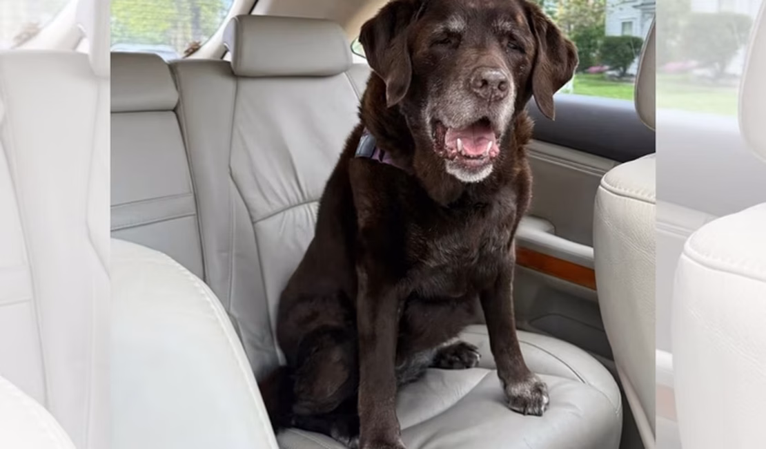 Prova de amor: tutora leva labradora idosa para volta de carro