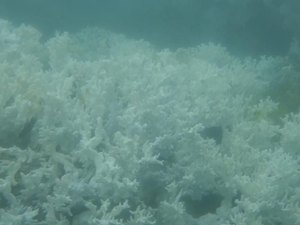 Pesquisadores registram branqueamento de corais em AL e avaliam impacto sobre peixes