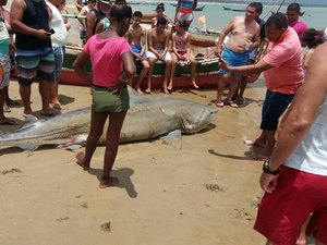 [Vídeo] Tubarão é capturado em alto mar de praia situada no litoral sul de Alagoas