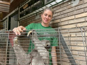 Bicho‑preguiça resgatado em micro-ônibus entre Coqueiro Seco e Maceió recebe cuidados no Ibama