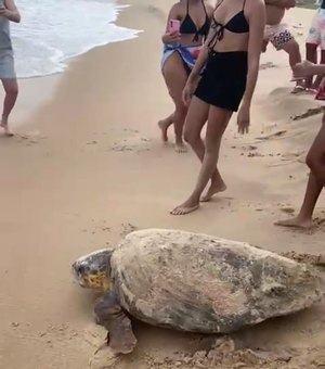 [Vídeo] Tartaruga é vista na areia por banhistas na praia de Lagoa do Pau, em Coruripe