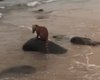 [Vídeo]: Quati é visto nadando em praia de Riacho Doce, em Maceió