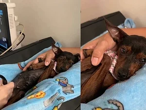 Veterinário segura patinhas de cadela para dar conforto durante exame