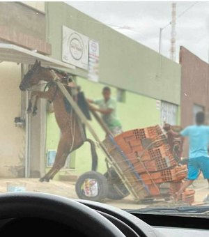 Polícia apreende mula que era usada para transportar material de construção no RJ