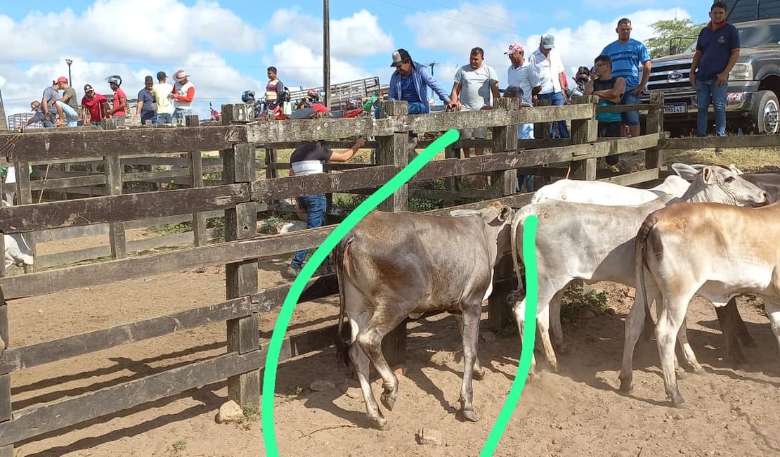 Novilha foge de cercado na zona rural de Arapiraca e dono pede ajuda para encontrá-la