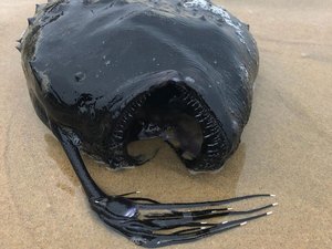 Peixe das profundezas do oceano é encontrado em praia na Califórnia