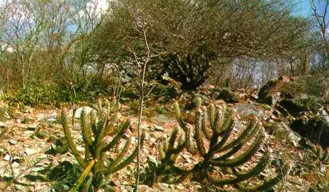 Caatinga nordestina se destaca para observação científica 
