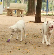 Lei torna crime exercício ilegal da medicina veterinária