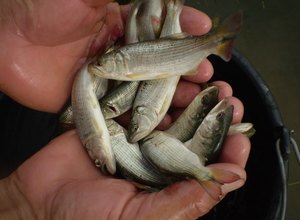 Peixe não encontrado há mais de 40 anos no 'Velho Chico' está de volta em AL