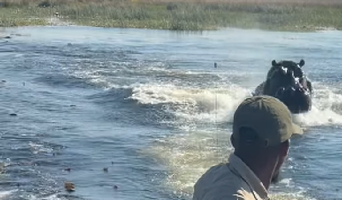Hipopótamo persegue barco de turistas em rio de Botsuana, no Sul da África