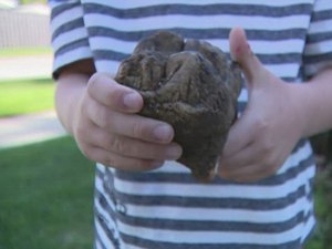 Criança de 6 anos descobre dente de mastodonte em parque dos EUA