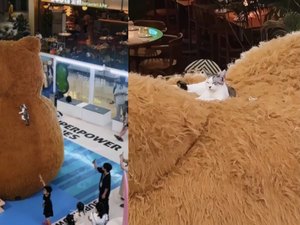 [Vídeo] Gatinho escala urso gigante em shopping na China e tira soneca no topo
