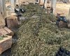 PF faz operação contra grupo que cultivava e distribuía maconha em Alagoas