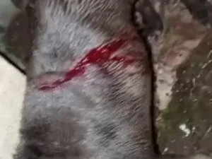 Pitbull foge de casa e é encontrada esfaqueada no Vale da Perucaba, em Arapiraca