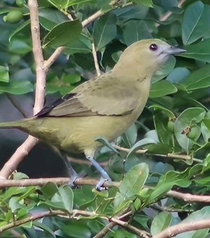 Exposição ‘Aves da Cidade’ mostra a diversidade de pássaros identificados em Arapiraca