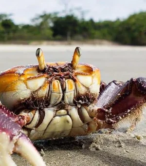 IMA alerta população sobre o período do defeso do caranguejo-uçá em Alagoas