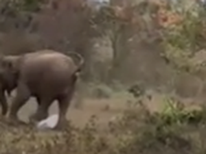 Homem sobrevive a ataque de elefante após ser pisoteado na Índia