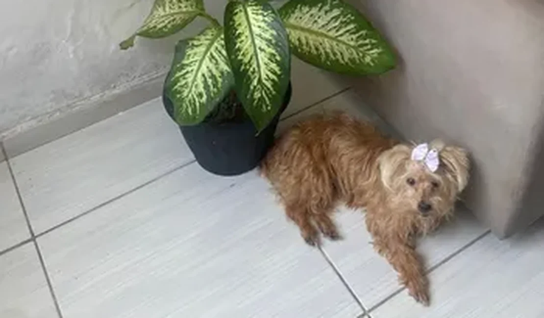 Cadela de 13 anos morre após ser atropelada no bairro São Jorge, em Maceió