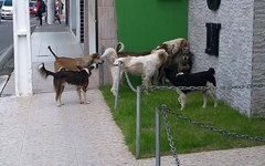 Cachorros pelas ruas de Arapiraca