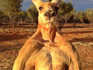 Morre Roger, canguru que ganhou fama mundial por ser enorme e musculoso