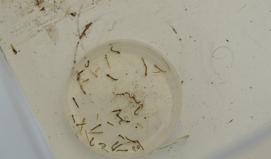 Casos de dengue caem nas quatro primeiras semanas epidemiológicas de 2026