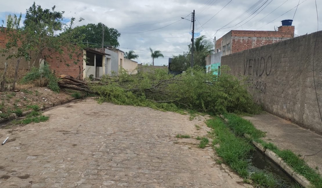 [Vídeo] Queda de árvore deixa rua interditada desde o domingo em Arapiraca